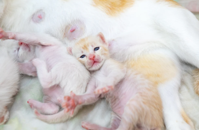 yeni doğan yavru kediler
