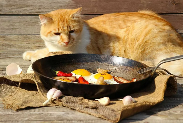 kedilere-ev-yemeği-verilir-mi