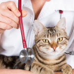 kediyle-seyehat-oncesi-veteriner-kontrolü