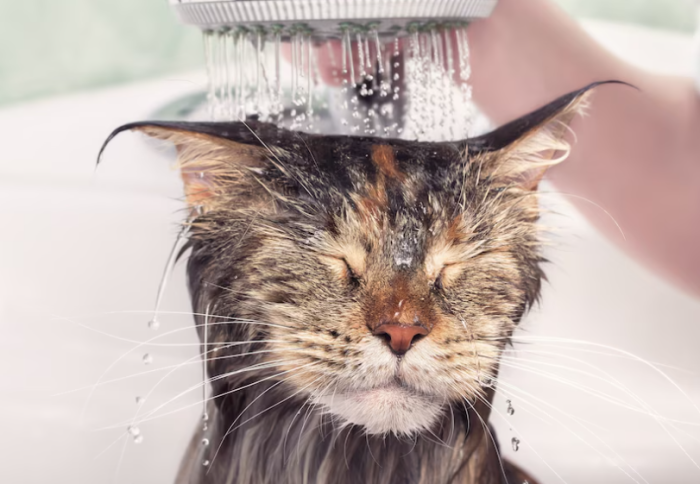 kediler neden su sevmez