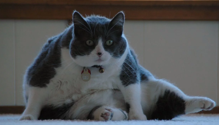 obez kediler nasıl zayıflar
