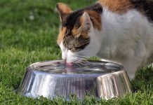Kediler Neden Su İçmez