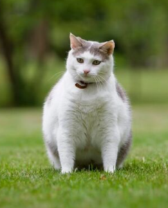 kilolu kediler nasıl zayıflar