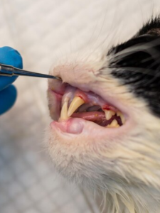 kedilerin diş hataslıkları