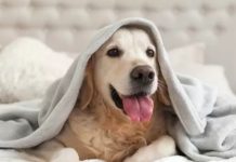 Evde Köpek Bakımı Nasıl Yapılır