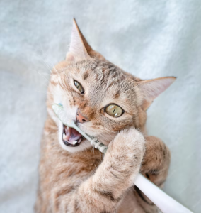 kedinizin dişlerini nasıl fırçalamalısınız