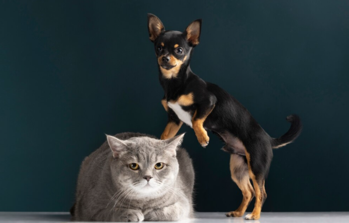 kedi ve köpekler için lifin önemi