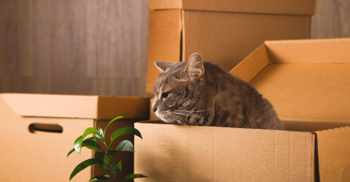 kediler kutuları neden severr