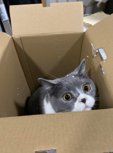 kediler ve kutular