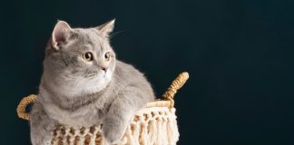 kedilerin eklem ağrısı nasıl azaltılır