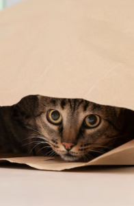 kediniz sizden neden saklanıyor