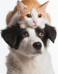 kedi ve köpeklerde lifin önemi
