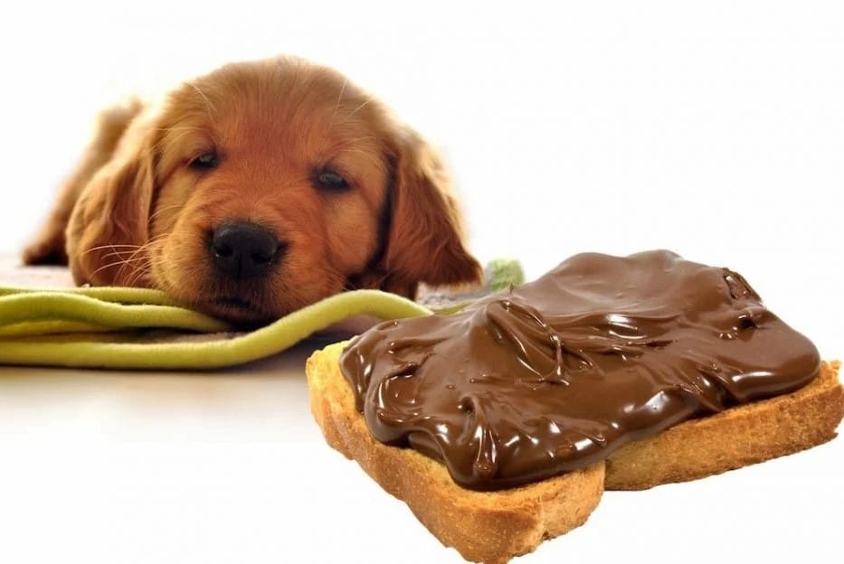 köpeklerde zararlı yiyecekler